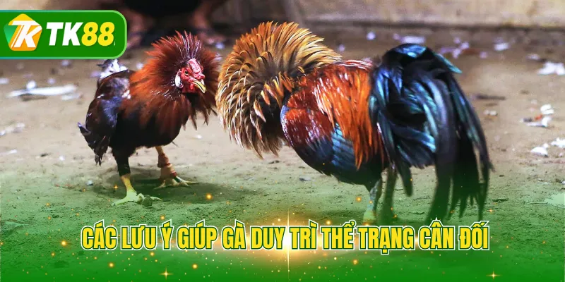 Các lưu ý giúp gà duy trì thể trạng cân đối